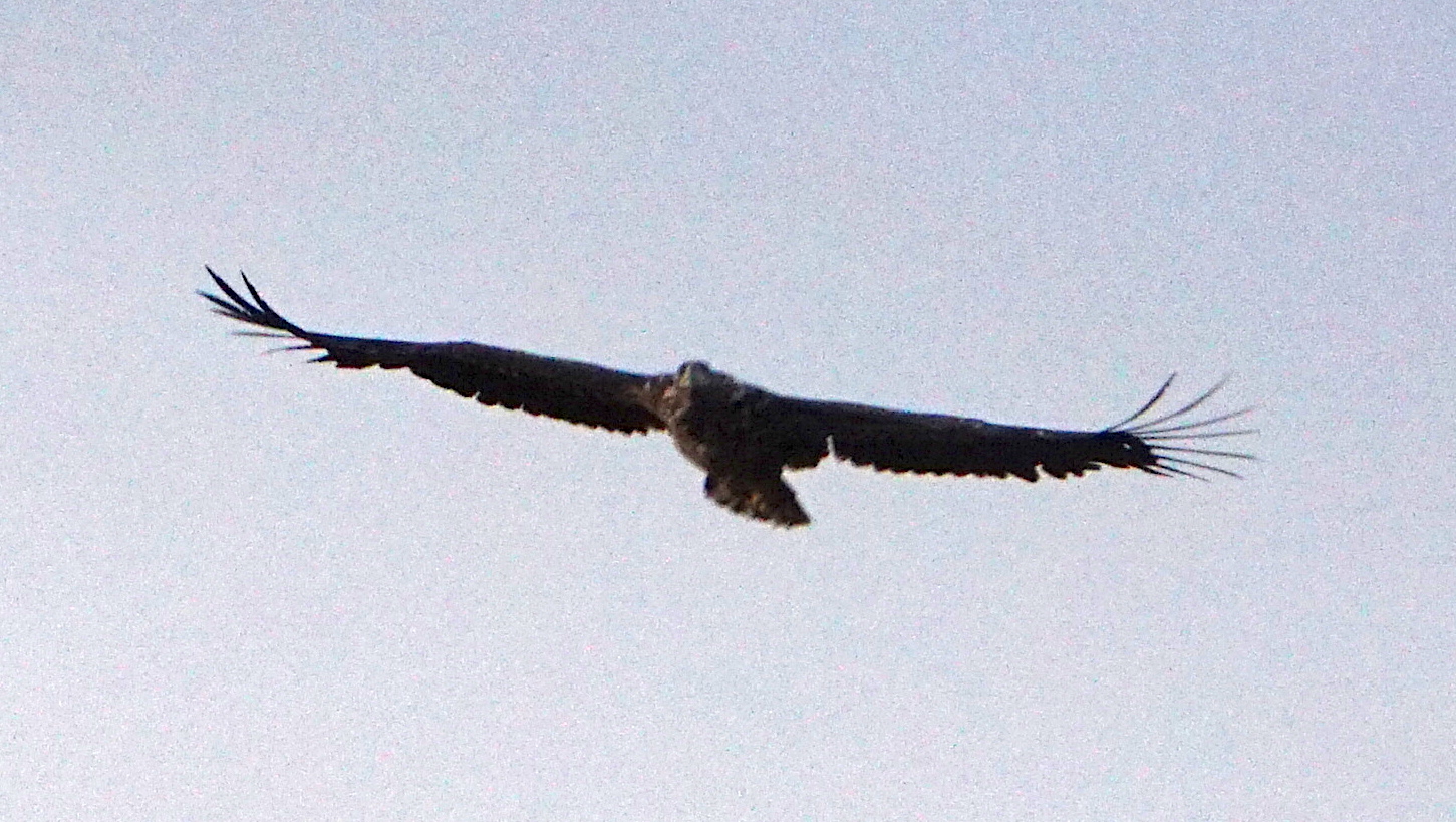 Seeadler