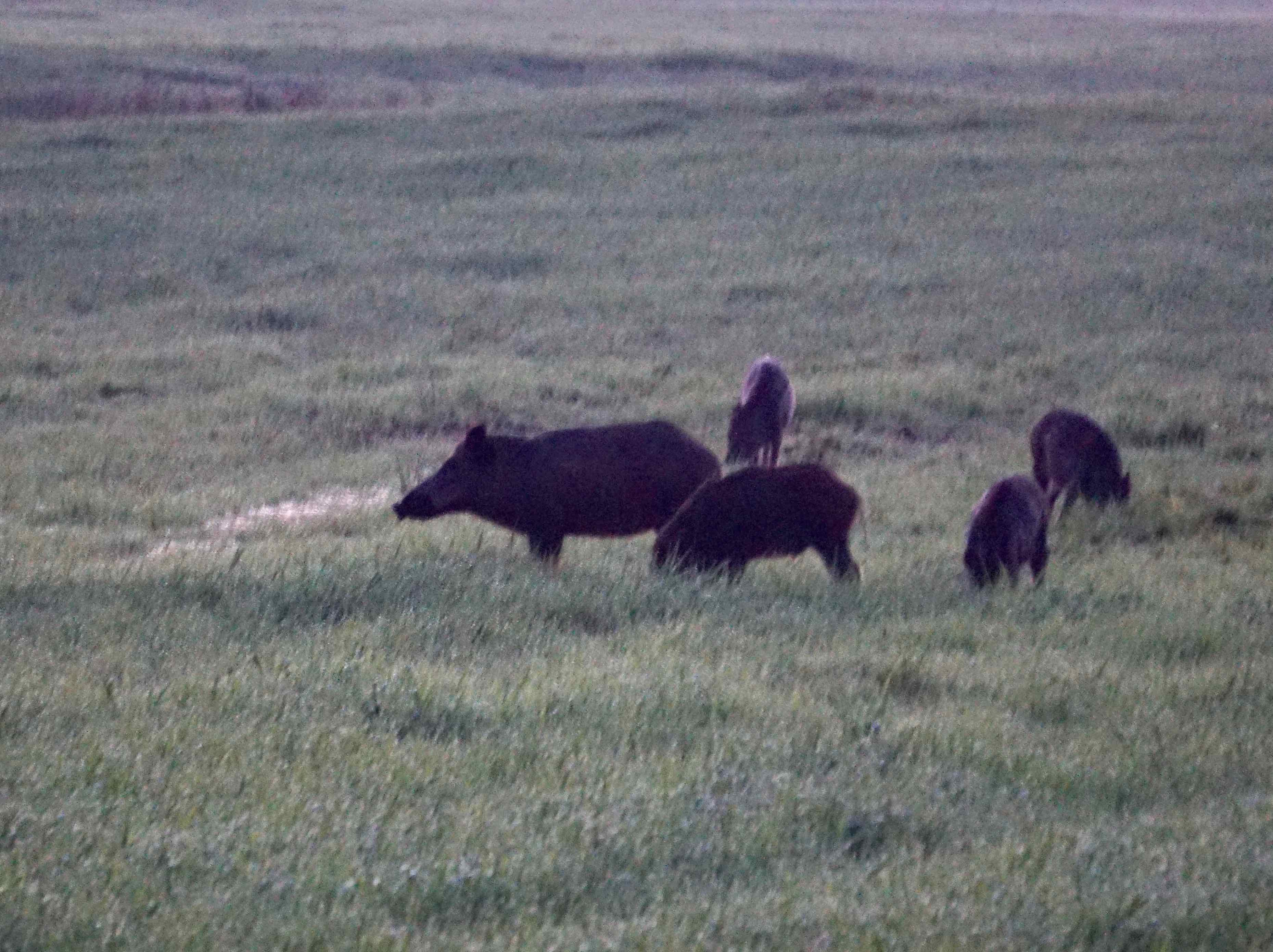 Wild boars