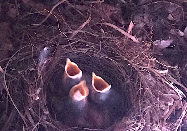 Photo of chicks wanting food