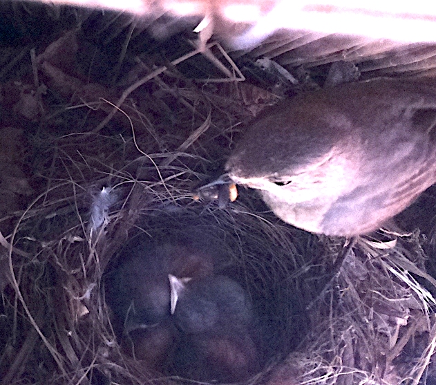 Chicks sleeping while food on the way