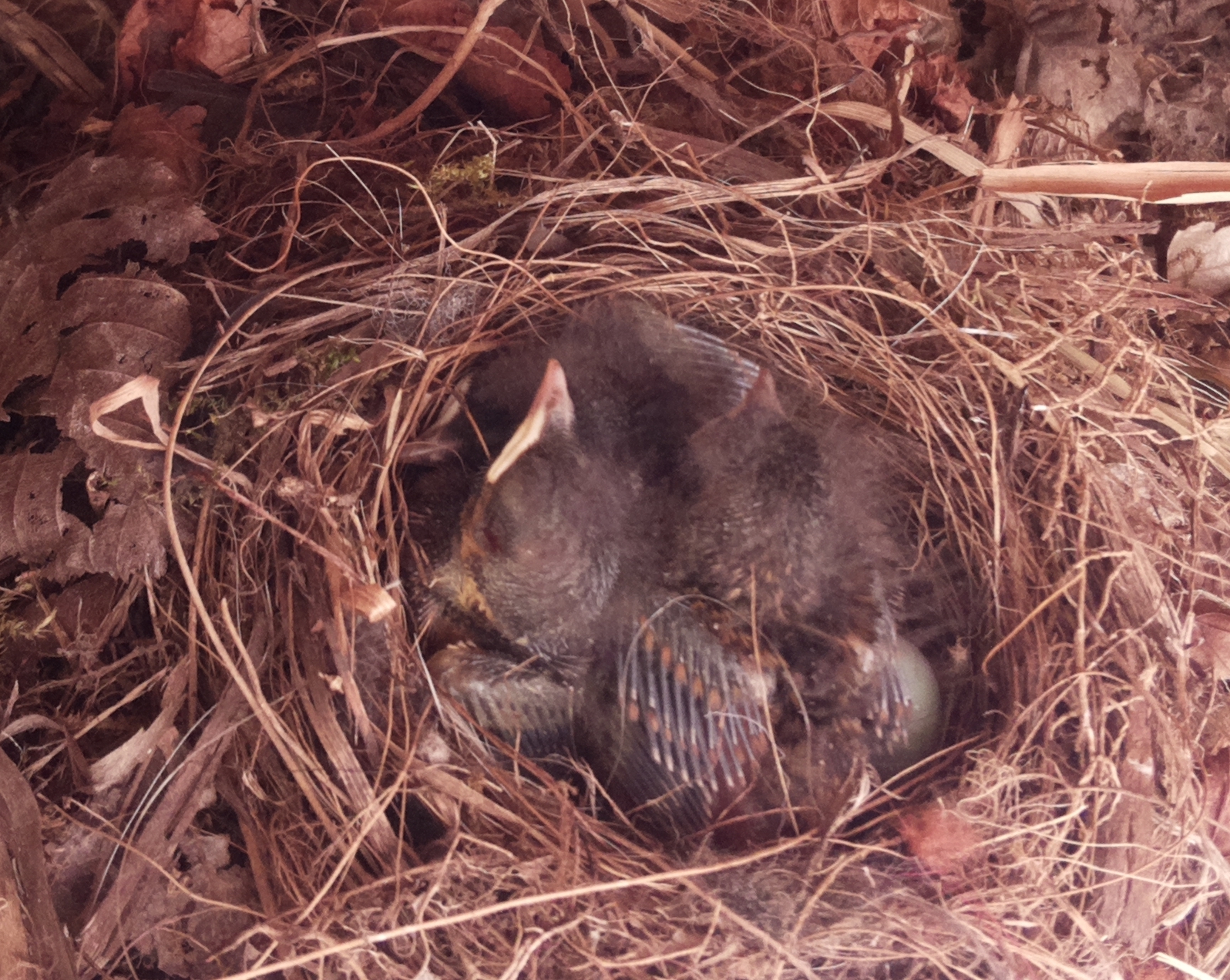 Chicks a couple of days later