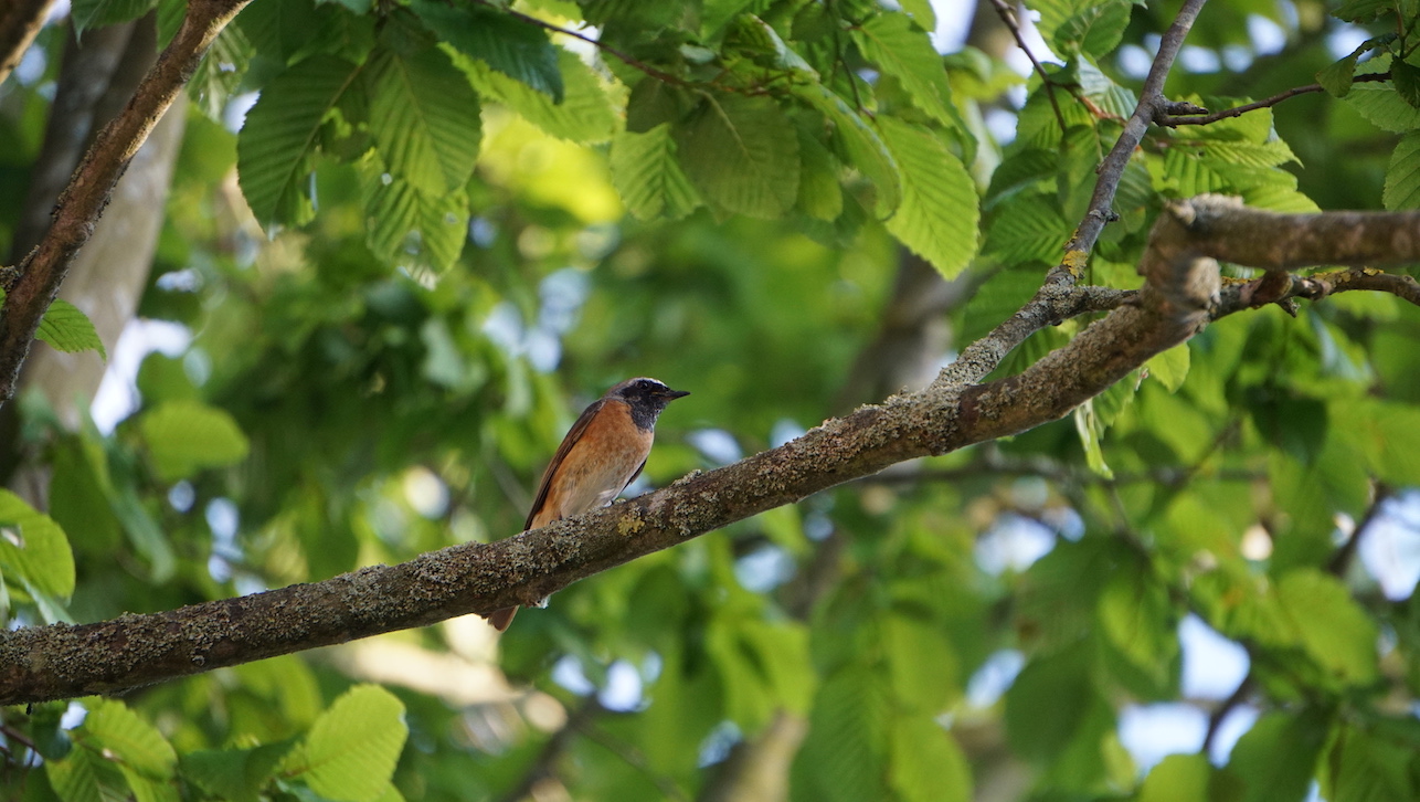 Photo of a common redstart