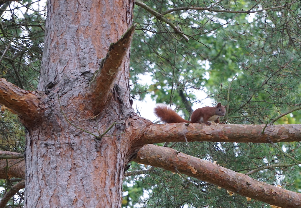 Bild Eichhörnchen