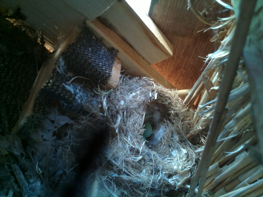 Eggs