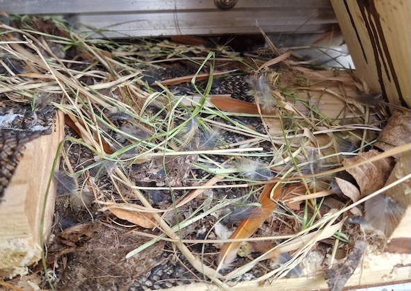 Photo area right of the nest: feathers from redstart and sparrows